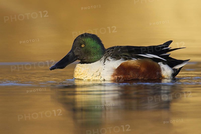 Northern Shoveler (Spatula clypeata) male, British Columbia, Canada