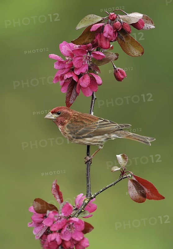 Purple Finch (Haemorhous purpureus) male, British Columbia, Canada