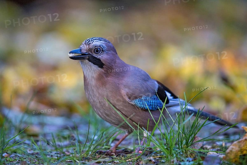 Eurasian Jay (Garrulus glandarius) perched on the ground with broken hazelnut in its beak Bavaria, Germany