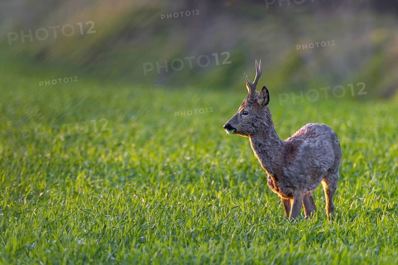 In April, roebucks (Capreolus capreolus) wear new antlers, the change of coat has begun and nature offers fresh greenery, spring, April, Germany