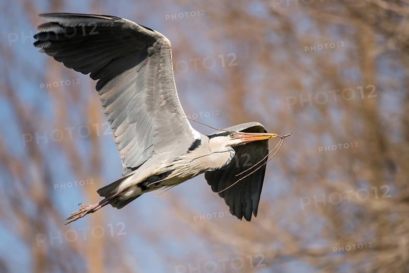 Grey Heron (Ardea cinerea) flying with nesting material in beak, Hesse, Germany