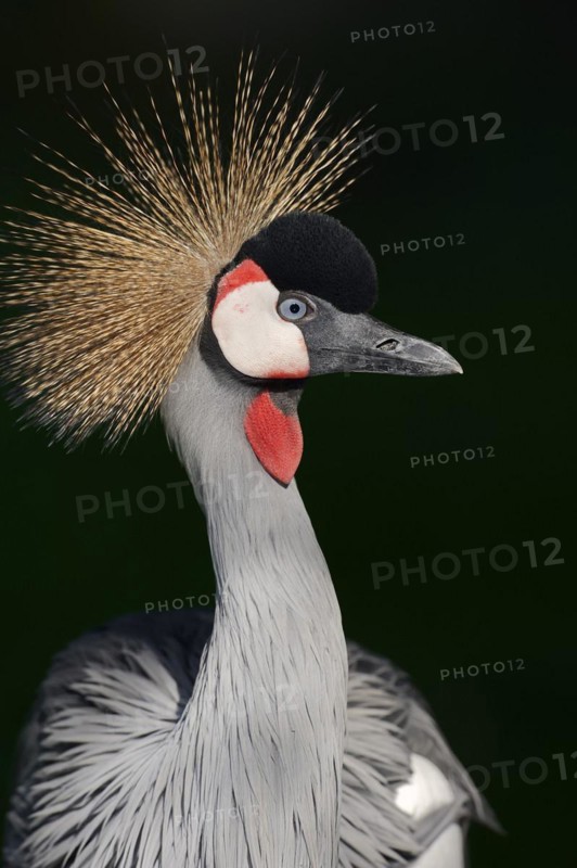 Gray crowned-crane (Balearica regulorum), portrait, captive, occurrence in Africa