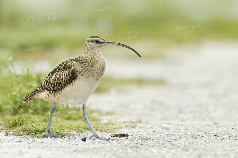 Bristle-thighed Curlew (Numenius tahitiensis), Hawaii, USA