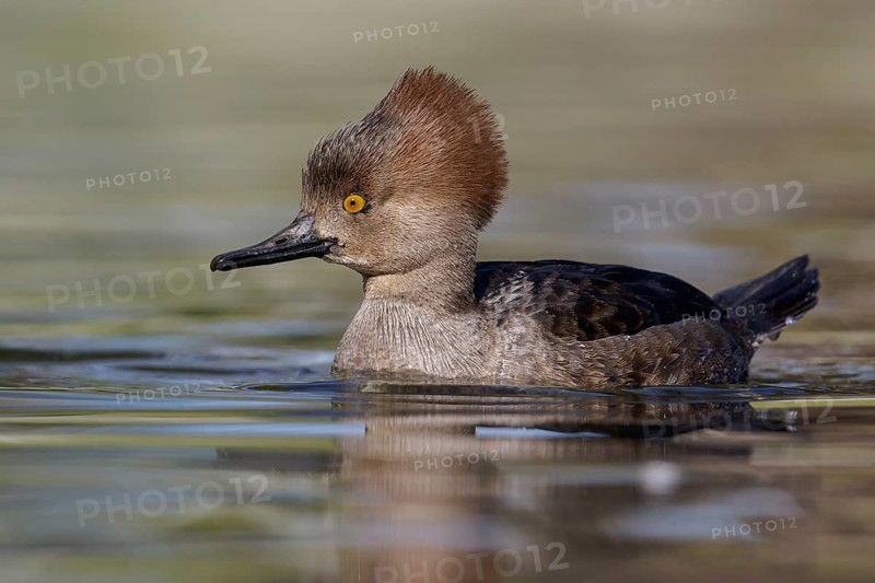 Hooded Merganser (Lophodytes cucullatus) swimming in a pond in Victoria, BC, Canada