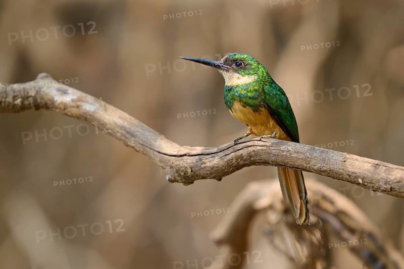 A small, colourful bird sits on a dry branch against a blurred background, Rufous-tailed jacamar (Galbula ruficauda), Pantanal, Mato Grosso, Brazil