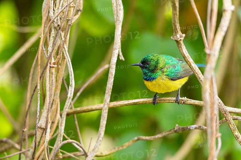 Collared Sunbird, Forest Sunbird, Hedydipna collaris, (Anthodiaeta collaris), (Anthreptes collaris), Collared Sunbird, Souimanga à collier, Suimanga acollarado, Garden Route National Park, Wilderness Section, Wilderness, Western Cape, South Africa