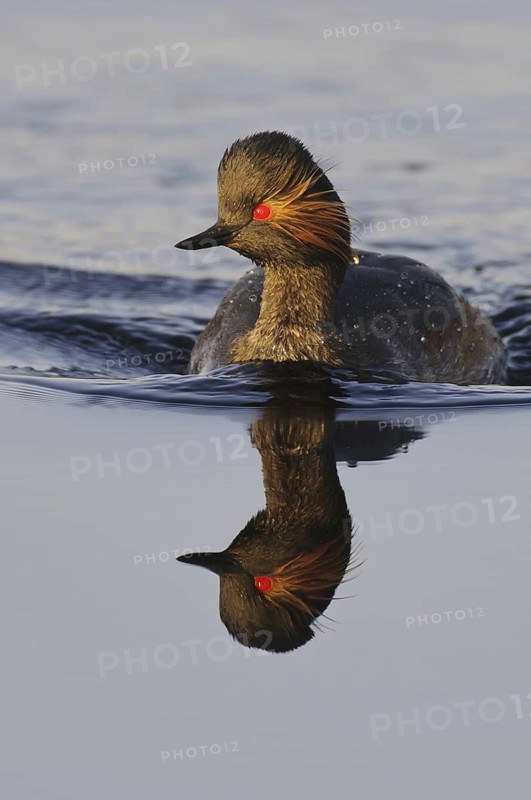 Black-necked Grebe (Podiceps nigricollis), Lower Saxony, Germany