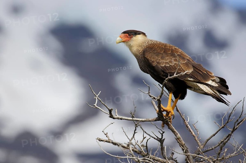 Schopfkarakara, lat. Caracara plancus, in trockener Baumkrone