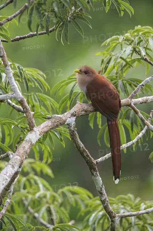 Squirrel Cuckoo (Piaya cayana) perched on a branch in Ecuador, South America