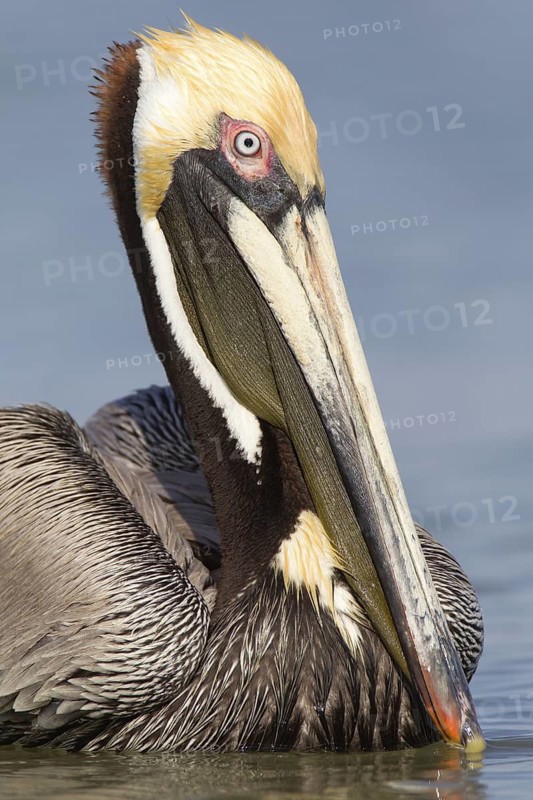 Brown Pelican (Pelecanus occidentalis), Florida, USA