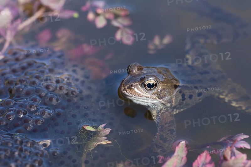 Common frog (Rana temporaria) adult amphibian on the water surface of a garden pond with spawn in spring, Suffolk, England, United KIngdom