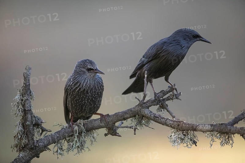 Unicoloured Starling (Sturnus unicolor), Extremadura, Castilla La Mancha, Spain