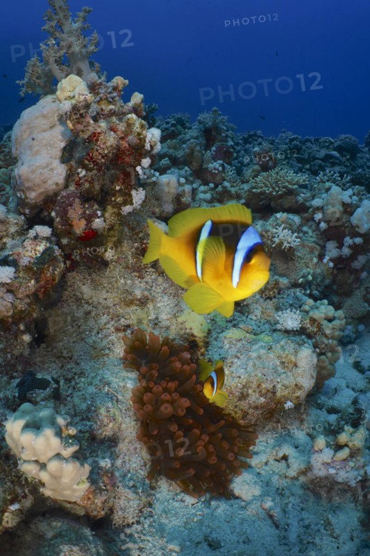 Red sea clownfish (Amphiprion bicinctus), House Reef dive site, Mangrove Bay, El Quesir, Red Sea, Egypt