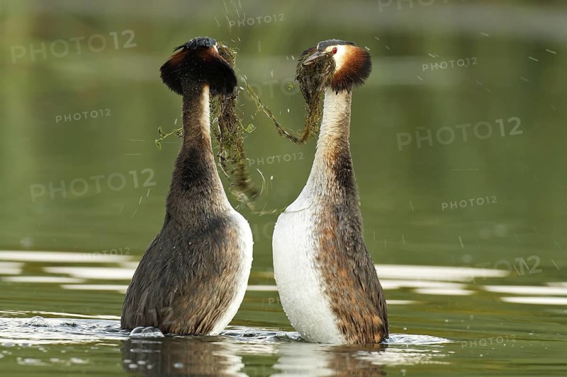 Great Crested Grebe (Podiceps cristatus) pair displaying, Mecklenburg-Western Pomerania, Germany