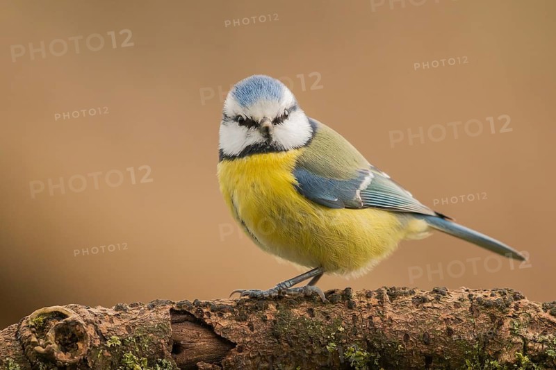 Eurasian Blue Tit (Cyanistes caeruleus) perched on a branch, Lower Saxony, Germany