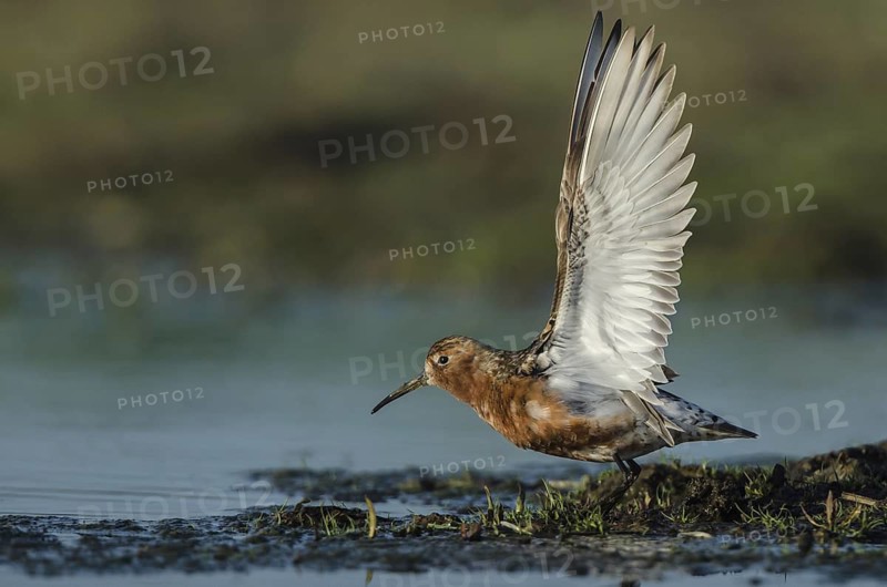 Curlew Sandpiper (Calidris ferruginea), Schleswig-Holstein, Germany