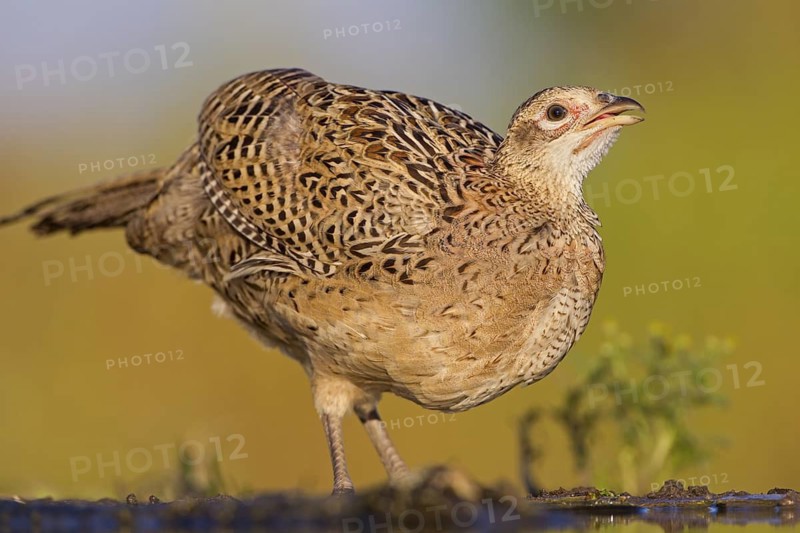 Common Pheasant (Phasianus colchicus) female, Rhineland-Palatinate, Germany