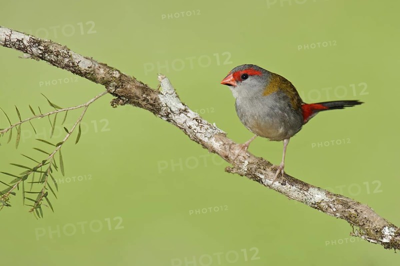 Red-browed Finch (Neochmia temporalis), Queensland, Australia