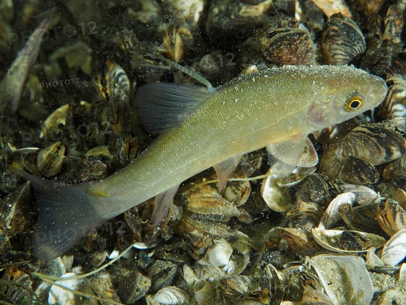 A tench (Tinca tinca) juvenile swims over an area with quagga triangle mussels (Dreissena rostriformis bugensis), invasive species. Dive site Wildsau, Berlingen, Lake Constance, Switzerland