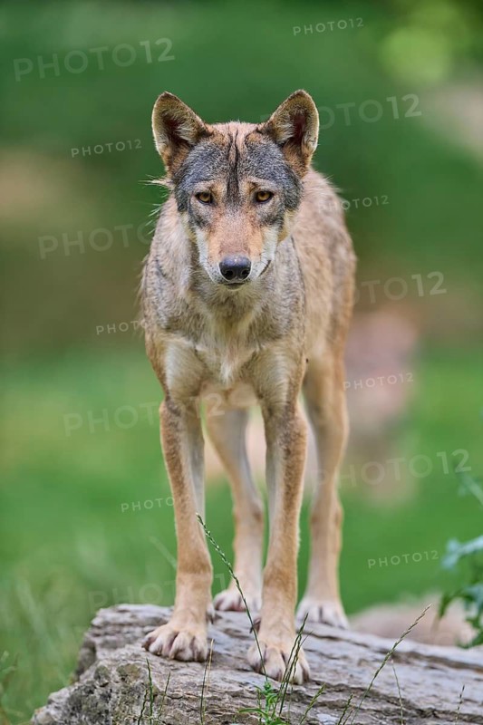 Timber Wolf (Canis lupus), adult, captive, Germany