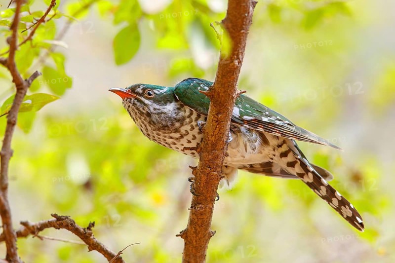 Golden cuckoo, Afrotropical species, family of golden cuckoos, cuckoo, (Chrysococcyx caprius), Wadi Darbat, Salalah, Dhofar, Oman