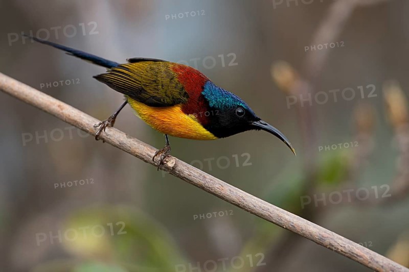 Green-tailed Sunbird (Aethopyga nipalensis) male, West Bengal, India