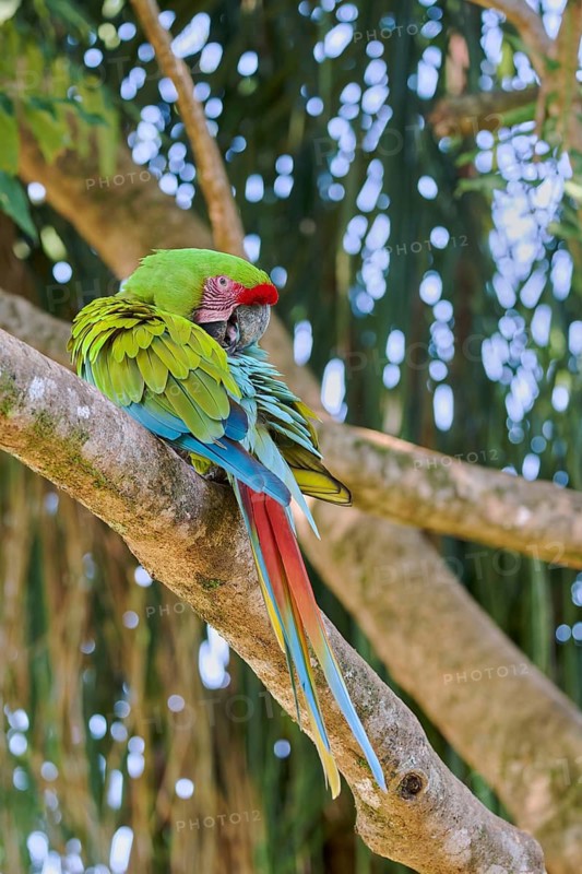 Great green macaw (Ara ambiguus) Costa Rica