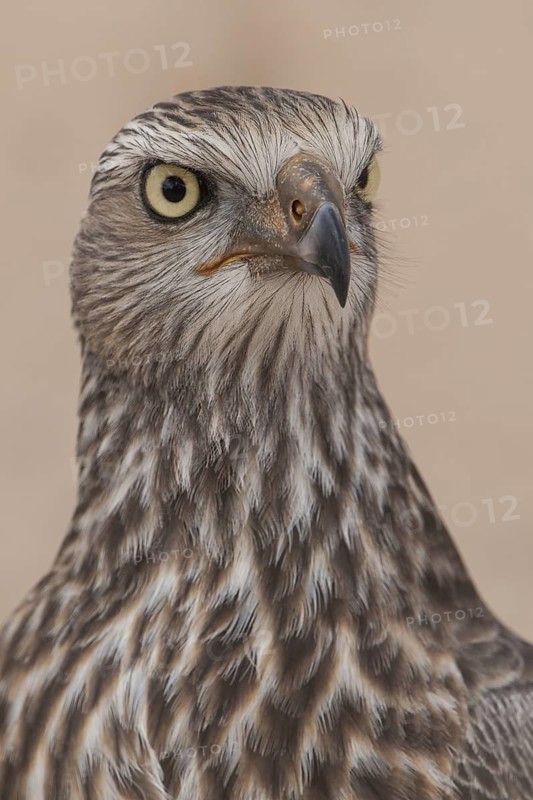 Pale Chanting Goshawk (Melierax canorus) juvenile, Northern Cape, South Africa