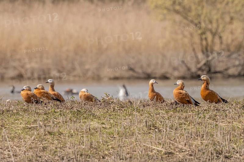 Orange (Tadorna ferruginea) Ruddy Shelduck birds rest on land near pond surrounded by tall grass. The sun is shining on the scene and several other birds can be seen in the background. Bas Rhin, Alsace, France