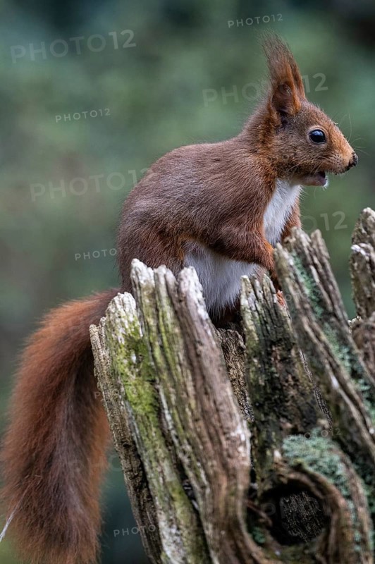 Squirrel (Sciurus vulgaris), Emsland, Lower Saxony, Germany