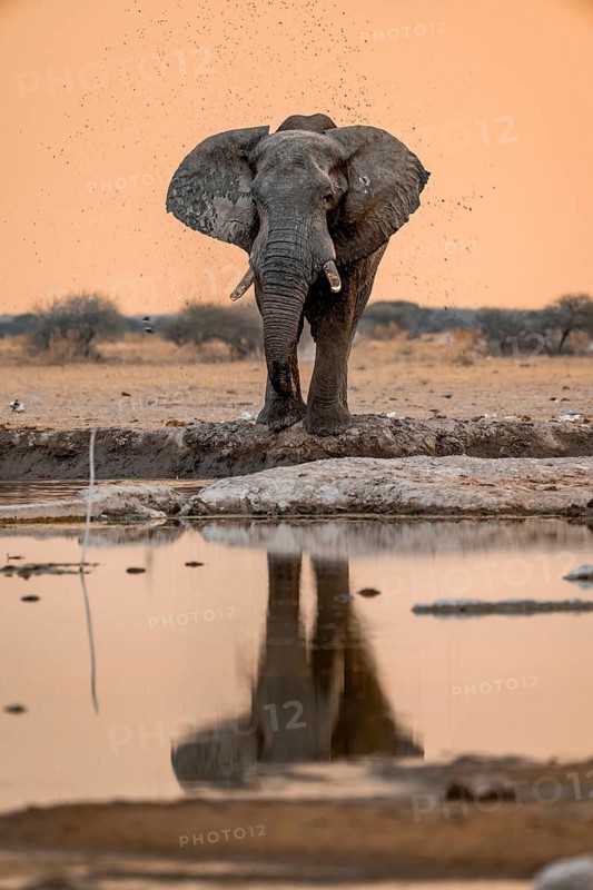 African elephant (Loxodonta africana), at the waterhole, reflection, at sunset, Nxai Pan National Park, Botswana
