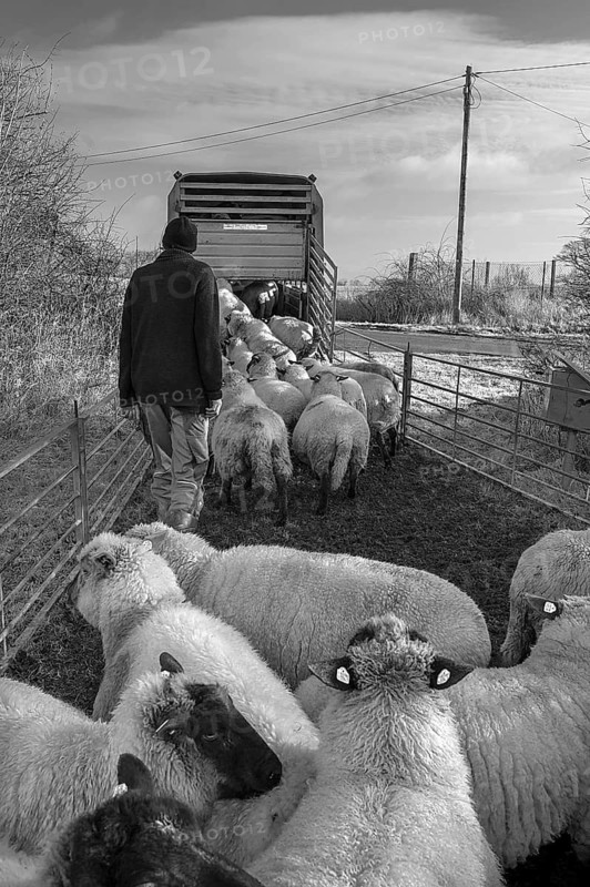 Shepherd loading his sheep into a double-deck cattle trailer, black and white, Mecklenburg-Western Pomerania, Germany