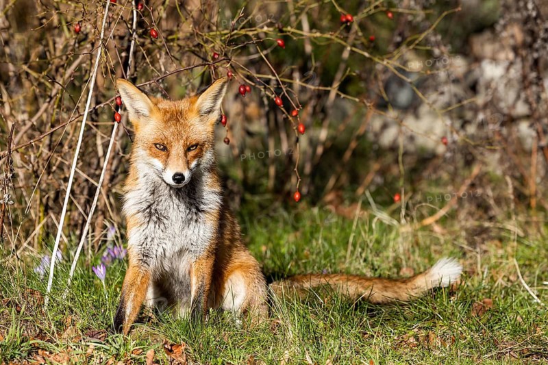 Young red fox (Vulpes vulpes) on the grounds of the Freie Universität Berlin, Dahlem, Zehlendorf, Berlin, Germany