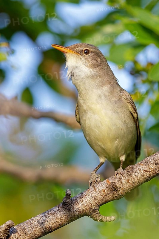 Olive warbler, (Hippolais olivetorum), animal, animals, bird, birds, biotope, habitat, perch, branch, twig, foraging, songbird, reed warbler family Lesvos, Greece
