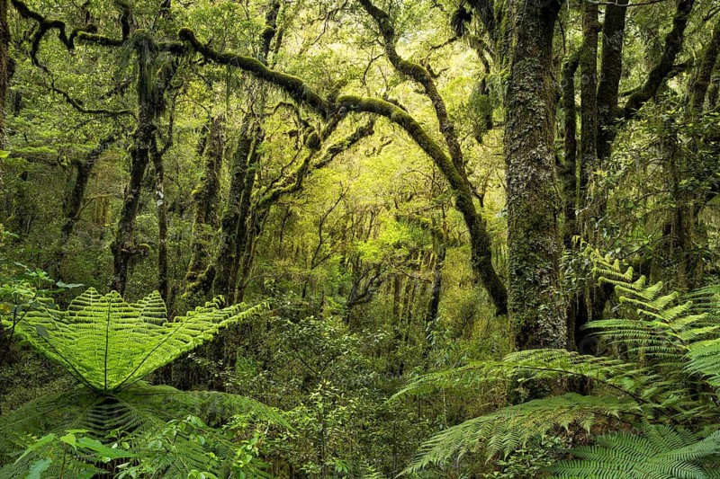 Wooded landscape with mossy trees and ferns. Fiordland National Park, Southland Region, South Island, New Zealand