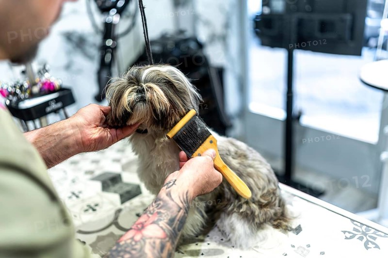 Professional groomer tenderly brushing the long fur of a small shih tzu dog, providing dedicated pet care and hygiene services in a clean grooming salon environment