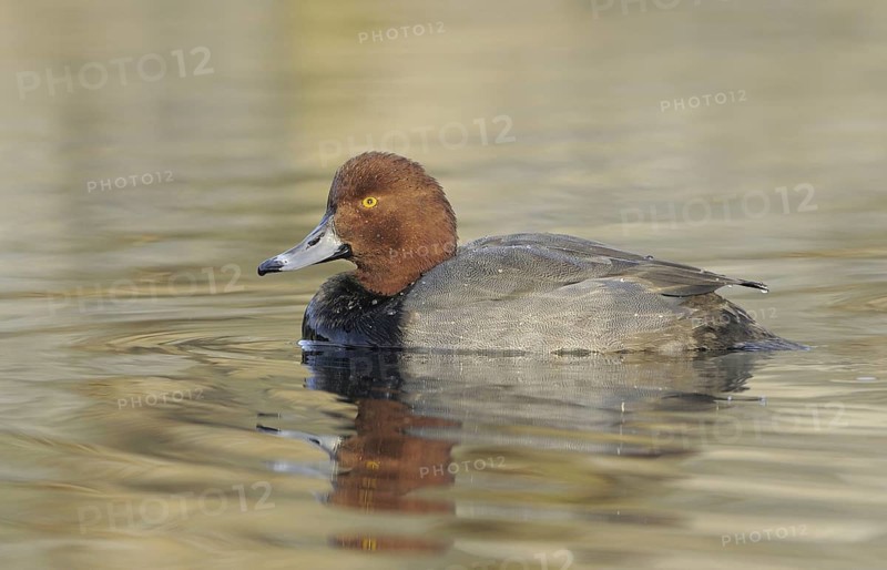 Redhead (Aythya americana) male, British Columbia, Canada