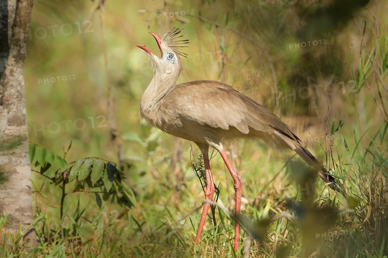 Red-legged Seriema (Cariama cristata), Bolivia