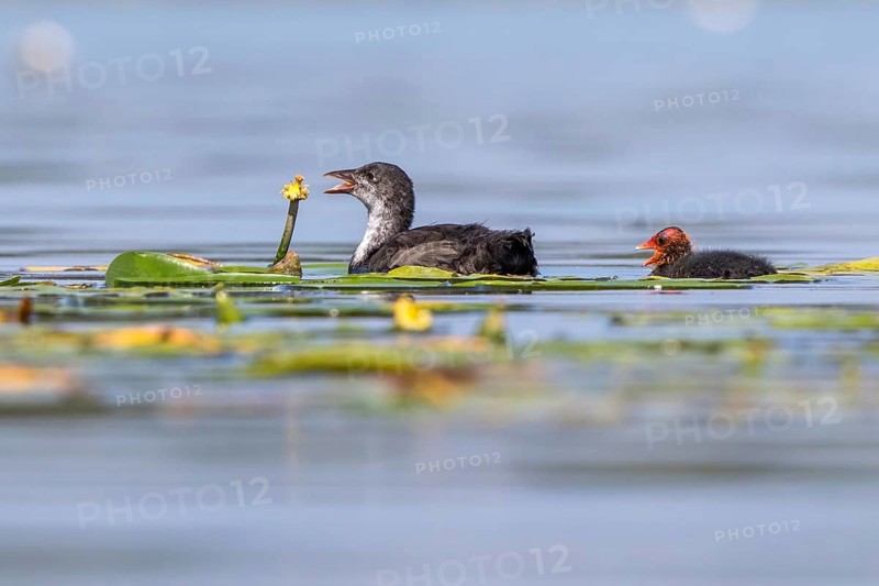 Eurasian Coot (Fulica atra) young bird from first brood leading young bird from second brood, Mecklenburg-Western Pomerania, Germany