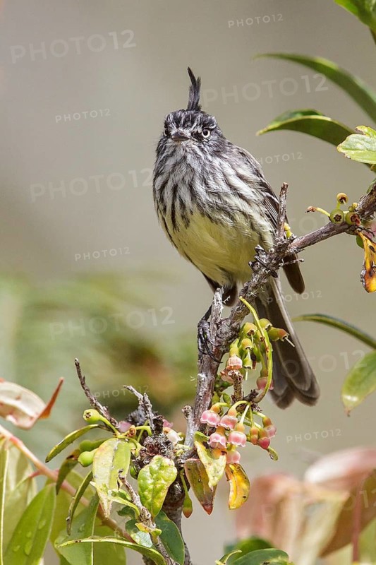 Tufted Tit-Tyrant (Anairetes parulus) perched on a branch in Manu National Park, Peru