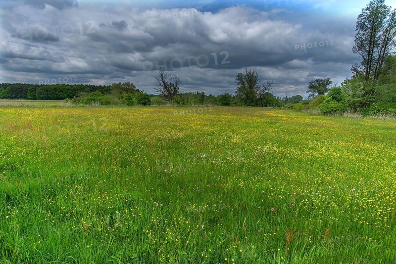 Meadow landscape with various wild flowers, Schrobenhausen, Upper Bavaria Germany