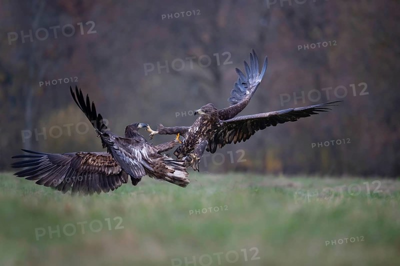 White-tailed eagle (Haliaeetus albicilla), juvenile, young white-tailed eagles fighting in flight, Podlaskie Voivodeship, Poland