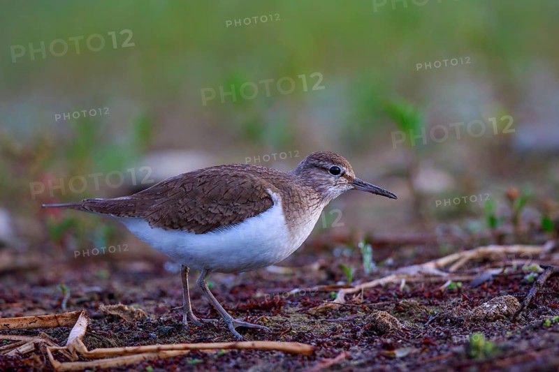 Common Sandpiper (Actitis hypoleucos) foraging, North Rhine-Westphalia, Germany