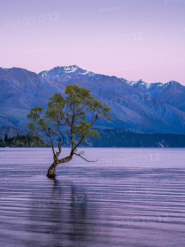 Wanaka Tree in the morning at sunrise, Lake Wanaka, Otago, South Island, New Zealand