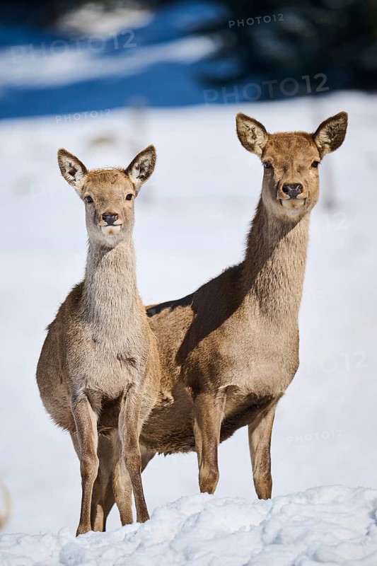Red deer (Cervus elaphus) hinds on a snowy meadow in the mountains in tirol, Kitzbühel, Wildpark Aurach, Austria
