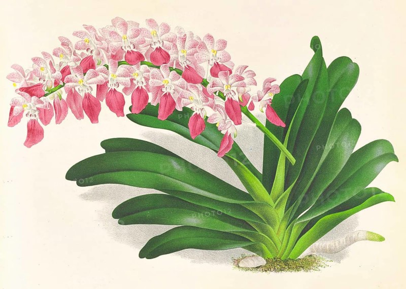 Orchid, Aerides maculosum, authentic reproduction of an illustration by Jean Jules Linden (1817 - 1898), Luxembourgish-Belgian botanist, one of the fathers of orchid research, Historical