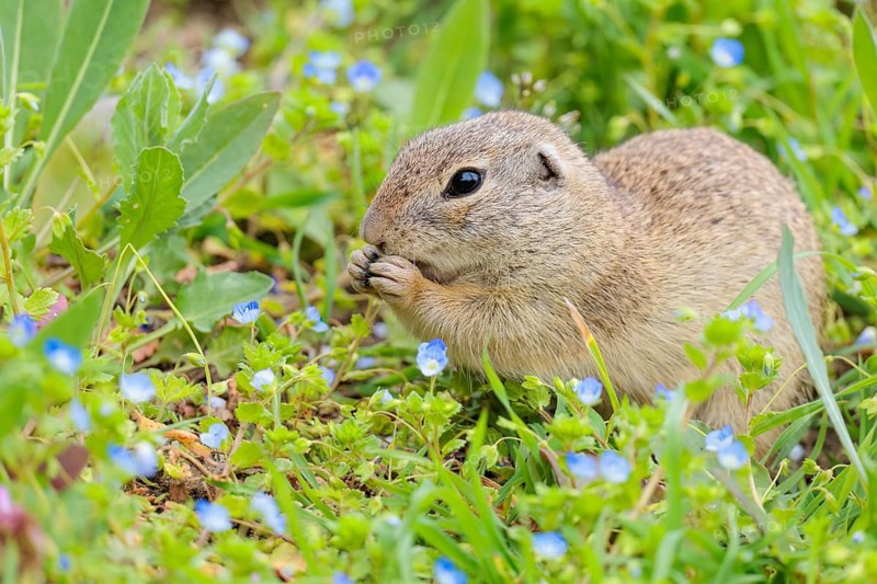 An adult ground squirrel (Spermophilus citellus) eats leaves and flowers on a cloudy day in a green meadow. Austria
