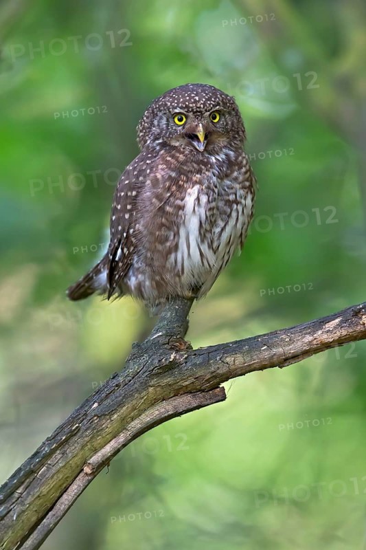 Eurasian Pygmy Owl (Glaucidium passerinum), Bavaria, Germany