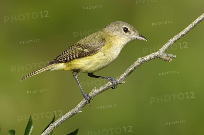 Bell's Vireo (Vireo bellii), Texas, USA