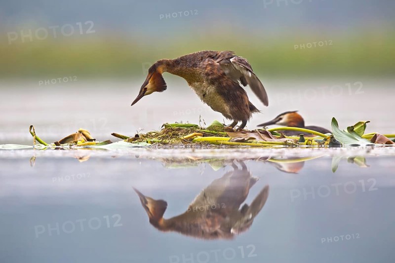 Great Crested Grebe (Podiceps cristatus) pair on nest, Bavaria, Germany